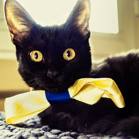 el gato Octavio el gato Octavio